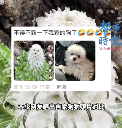 海拔5000米偶遇雪兔子撞脸小狗 萌物走红网络
