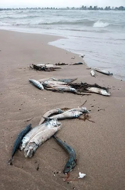 日本富山县海湾突现大量沙丁鱼