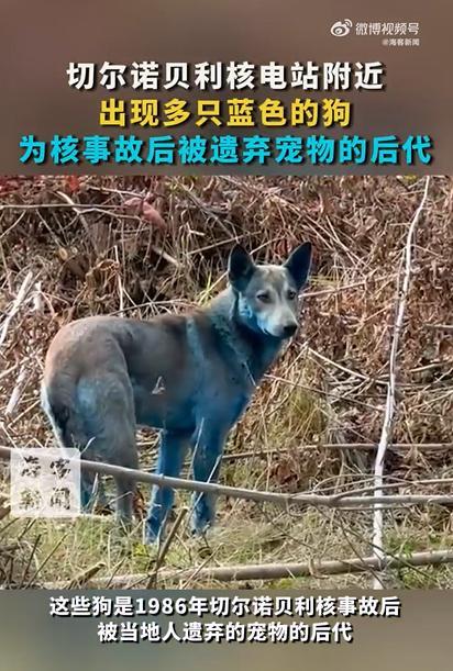 切尔诺贝利核电站附近出现蓝色狗
