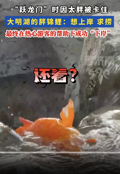錦鯉躍龍門因太胖被卡住