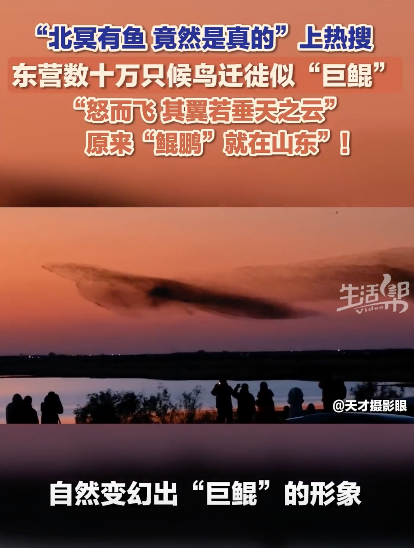 数十万只候鸟迁徙宛如“巨鲲”，网友：庄子诚不我欺
