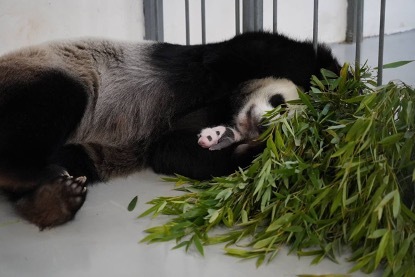 ロシアのモスクワ動物園が新たに赤ちゃんパンダの写真を公開