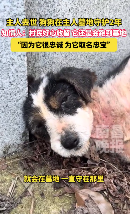 狗狗守护主人墓2年 忠犬八公现实版