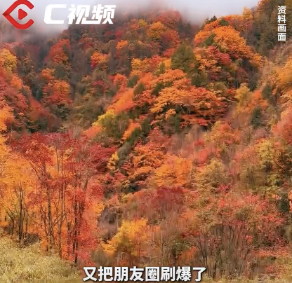 四川红叶美到刷屏