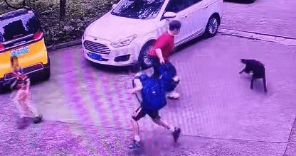 老奶奶拎着书包边赶狗边护着两个娃 勇敢行为获赞