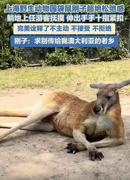 上海動(dòng)物園袋鼠和游客十指緊扣超絕松弛感