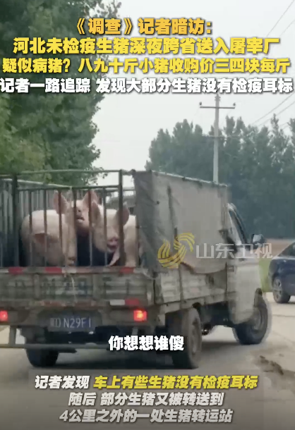 河北未檢疫生豬被連夜送河南,，疑似病豬,！