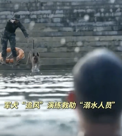 军犬没想到这把熟人局 扭头就往回游