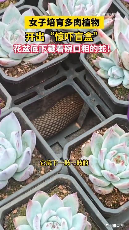 女子多肉盆下发现碗口粗蟒蛇