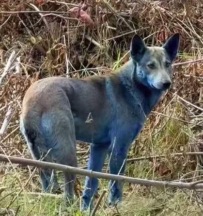 切尔诺贝利核电站蓝色狗为核事故宠物后代