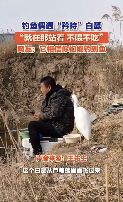 男子釣魚偶遇“矜持”白鷺