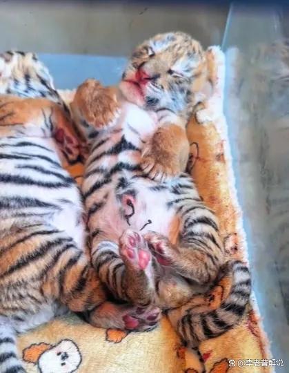 虎界有自己的金渐层银渐层 憨笑冷脸走红网络