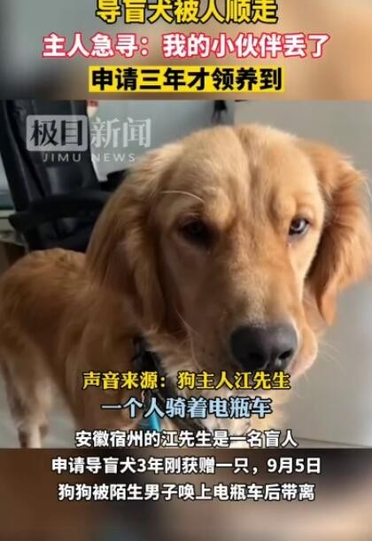 申請3年才領到的導盲犬被順走 導盲犬為一只金毛 訓練成本近20萬