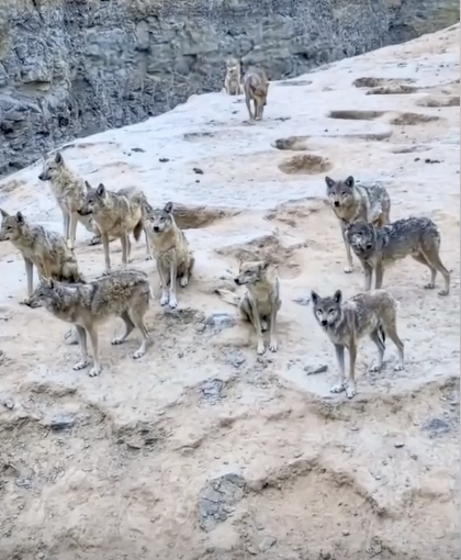 陕西榆林一村镇狼犬走失？当地回应：目前已击毙六条