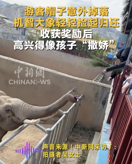 旅客帽子掉落 大象轻轻捡起了债