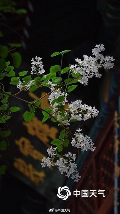 千年古寺丁香盛放意境拉满 古韵禅意悠悠