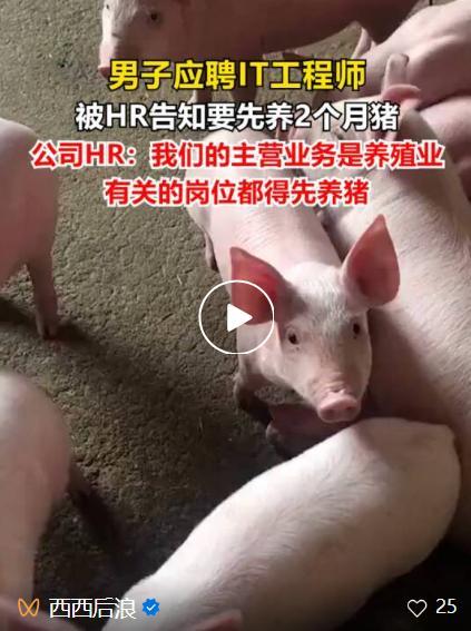 男子应聘程序员被要求先养猪