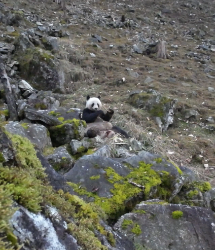 大熊猫正在啃食羚牛骨头。（陕西佛坪国家级自然保护区管理局 供图）