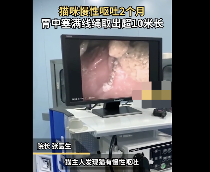 猫咪慢性呕吐2个月胃中塞满线绳