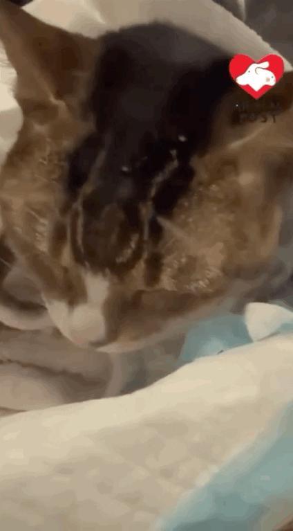 香港消防員火場中救出貓狗 生命無小事