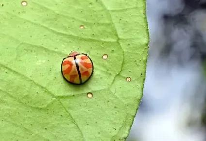 中国科研人员发现99个新物种 青藏高原生物多样性再添新证