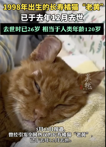 長壽網(wǎng)紅橘貓去世