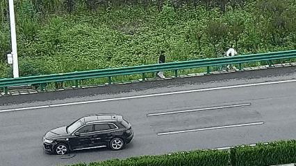 交警隔空怒吼救下高速上一家三口 生死10秒间的果断呼叫