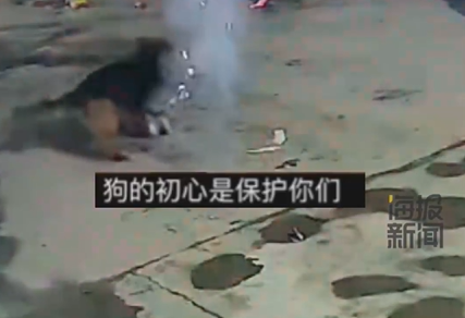 主人院子里放烟花狗狗叼起就跑 网友：狗狗的初心是保护你们