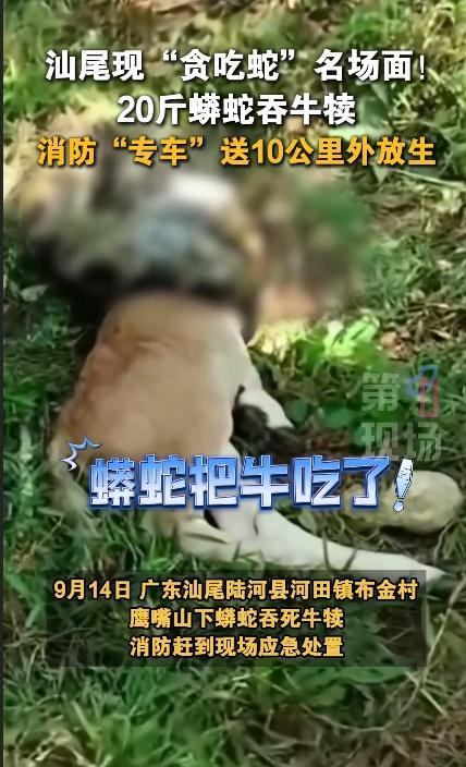 廣東一地驚現(xiàn)20斤大蟒蛇吞食牛犢 消防成功處置并放生