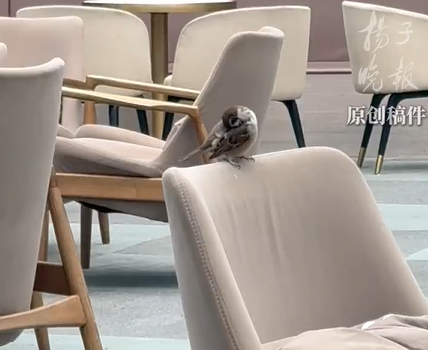 小鸟误入游泳馆定居一年变圆滚滚 乖萌让座成网红