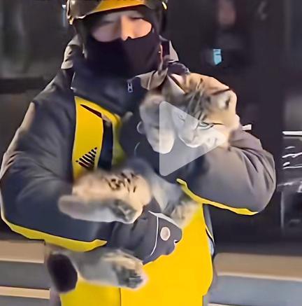 被外卖小哥救下的小猞猁不治身亡 救治无效离世