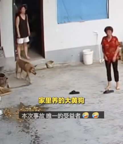 狗子喜提大餐当晚打猎归来 加餐后更给力