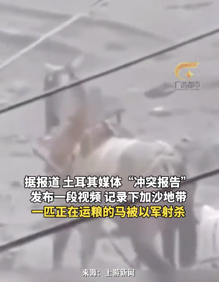 以軍在加沙街頭射殺運(yùn)糧馬：馬車上裝滿了加沙平民的救命糧