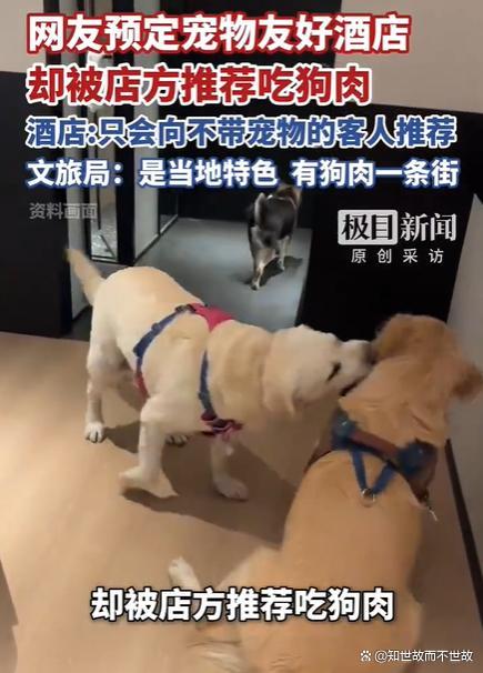 预定宠物友好酒店却被推荐吃狗肉
