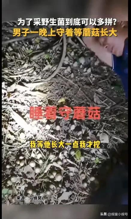 男子守着野生蘑菇睡一夜：要等蘑菇长大一点再挖