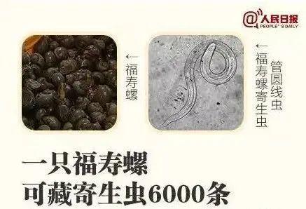 这种东西身上寄生虫多达6000条 福寿螺进入产卵高峰期