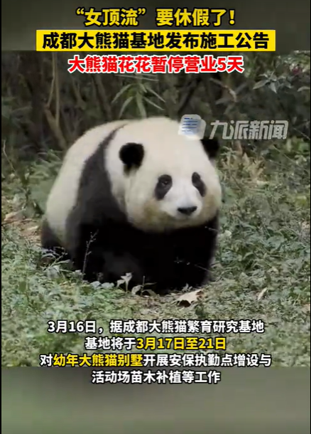 成都熊猫基地发施工公告，顶流大熊猫“花花”休假5天