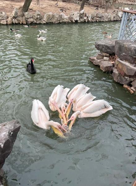 上海動(dòng)物園鵜鶘捕食天鵝幼崽