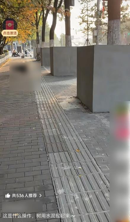 西安多棵行道树被指用水泥砌墙围起来 树池加固消除隐患