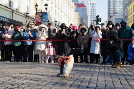 专家解读哈尔滨旅游为何会火 并不让人意外