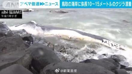 日本海岸漂浮大型鲸鱼尸体