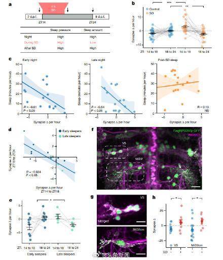 熬夜神经元平均每小时丢失2.2个突触 夜间睡眠的重要性与突触平衡