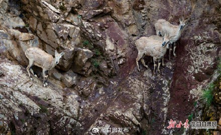 岩羊“母子”在崖壁跳跃奔跑 高山之舞，自然和谐画卷