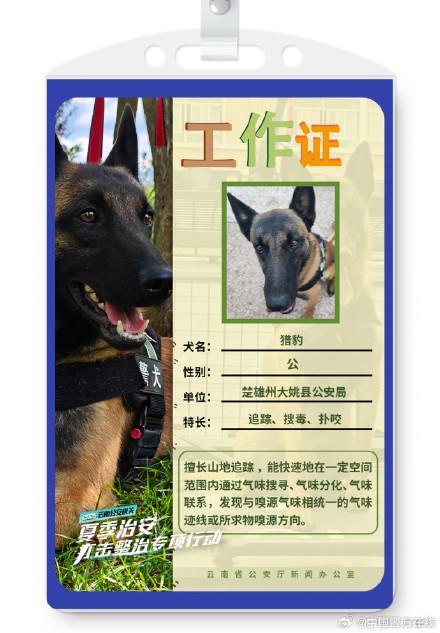 被警犬的工作证件照帅到了 智勇双全的伙伴