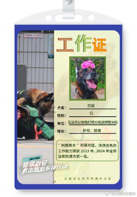 被警犬的工作证件照帅到了 智勇双全的伙伴