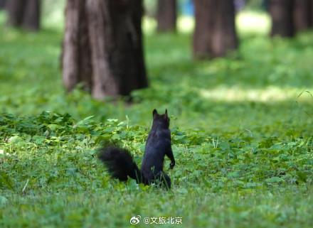 天坛公园松鼠穿梭觅食萌态十足 灵动身影成亮点