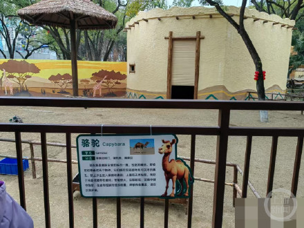 動物園回應(yīng)錯標(biāo)駱駝英文備注