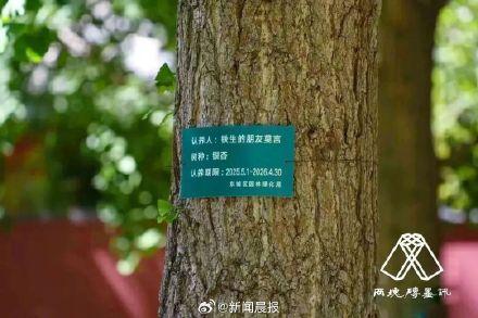 莫言在地壇認養(yǎng)了一棵銀杏樹