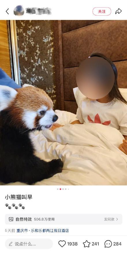 酒店小熊猫叫早服务引争议 亲密互动存风险