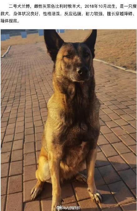 四只軍犬將退役招募領(lǐng)養(yǎng) 尋找新歸宿